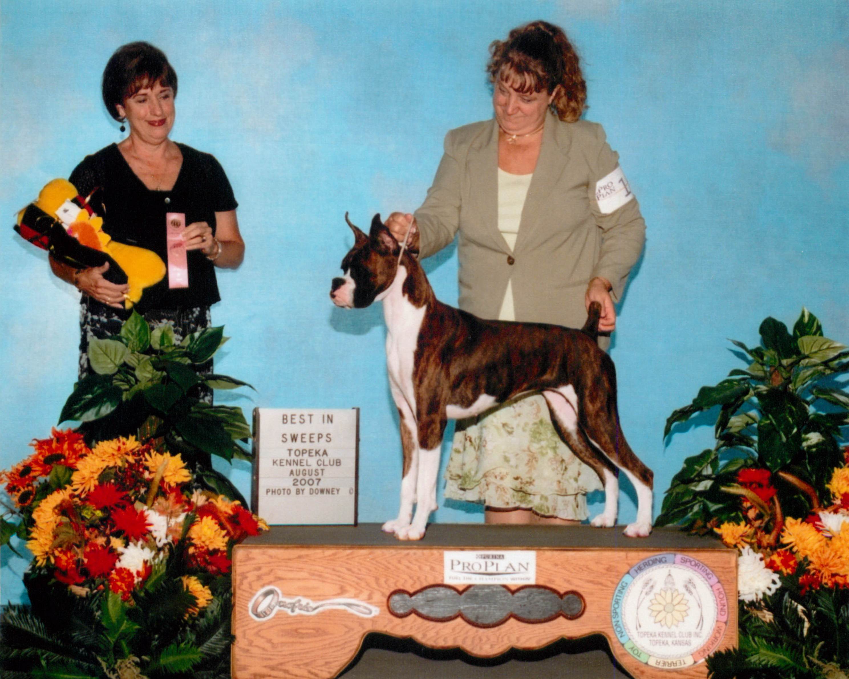 Grand Sweepstakes & Best Puppy @ 2007 Specialty Show #2