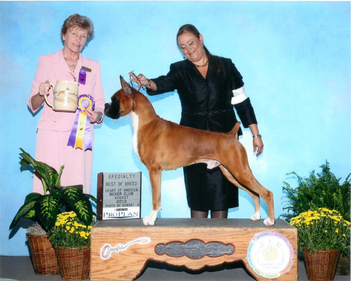 Best of Breed @ 2012 Specialty Show #1