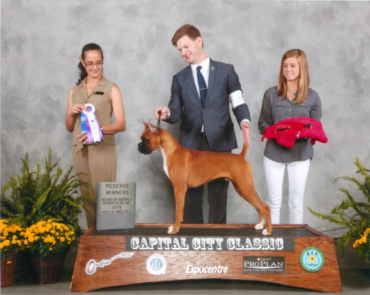Reserve Dog @ 2015 Specialty Show #2